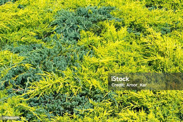 Junípero - Fotografias de stock e mais imagens de Arbusto - Arbusto, Conífera, Cor verde