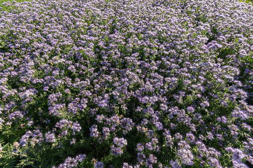 The field is blooming phacelia - a special honey plant for bees