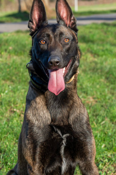 istock Belgian Malinois shepherd dog on a walk 1798682266