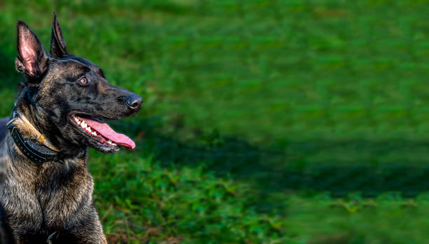 istock Belgian Malinois shepherd dog on a walk 1798682274