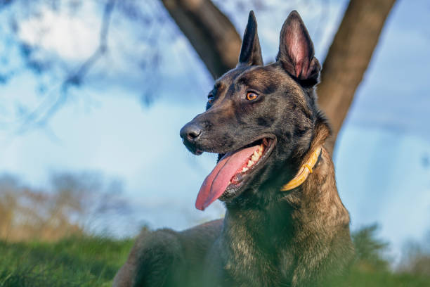 istock Belgian Malinois shepherd dog on a walk 1798682275