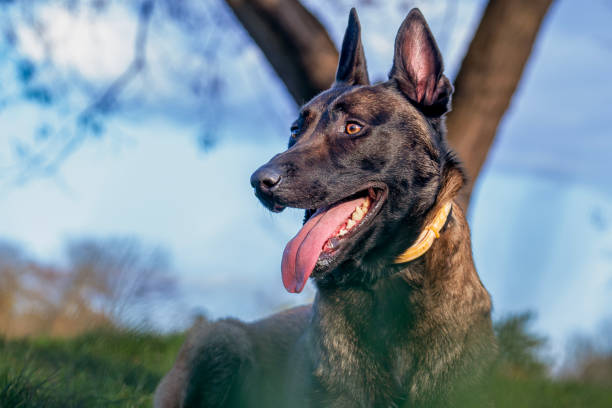 istock Belgian Malinois shepherd dog on a walk 1798682278