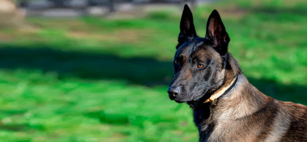 istock Belgian Malinois shepherd dog on a walk 1798682326