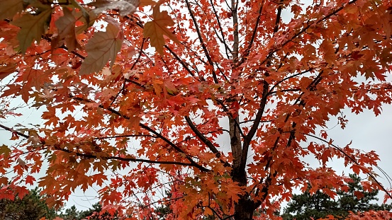 Maple tree, red, autumn, November