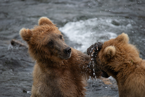 Two young bears playing near the rivers edge at Brooks Falls, Alaska