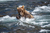 A brown bear chasing salmon, Alaska