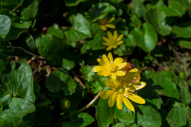 istock yellow flower, early buttercup, spring background 1798695568
