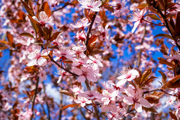 istock Apple tree in blossom. spring background. close-up flowers 1798696874