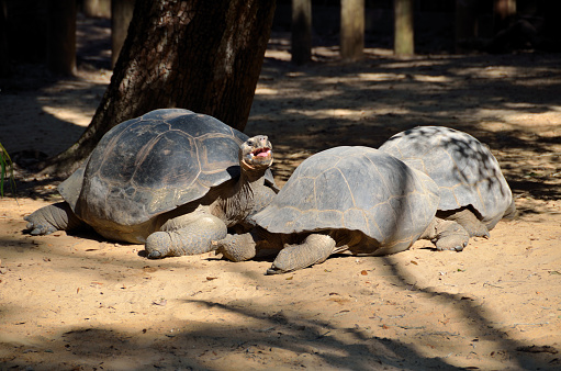 Giant Tortoise Turtles at animal reserve Georgia, USA.