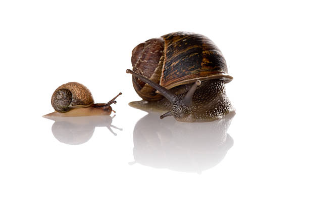 istock Mother and child snails 179869878