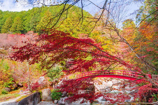 Autumn leaves in Yumori Park (Nakatsugawa City, Gifu Prefecture)