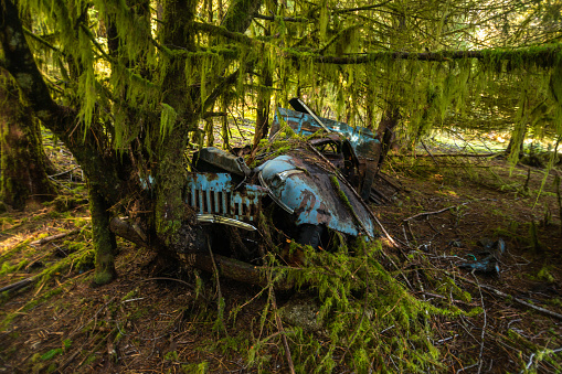 An old logger's car sits abandoned in the mossy forest of Gwaii Haanas, British Columbia