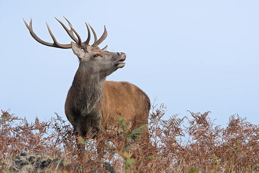 A Bull Elk searches for food in Yellowstone National Park