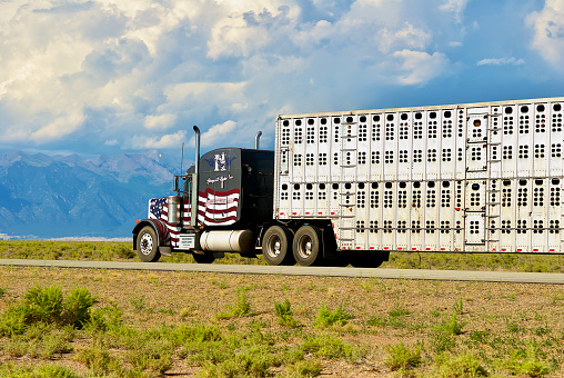 Hoover, Colorado, USA - July 21, 2023: A tractor-trailer truck hauling animals travels along Colorado Highway 17 through the San Luis Valley on a summer afternoon as storm clouds gather over the mountains in the distance.