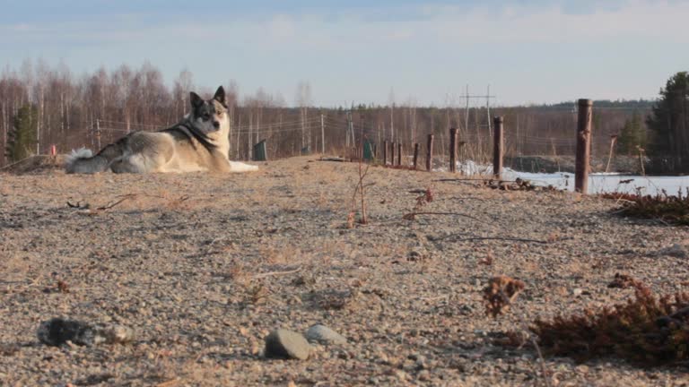 The East Siberian Laika (related breed husky)