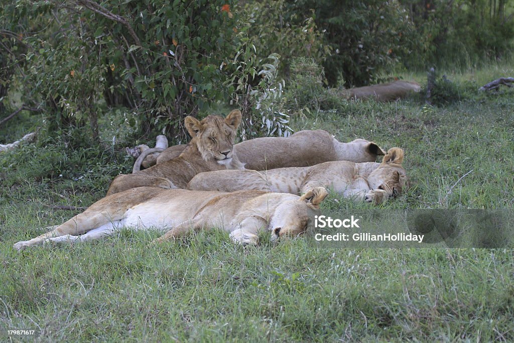 Dormitorio de lions - Foto de stock de Aire libre libre de derechos