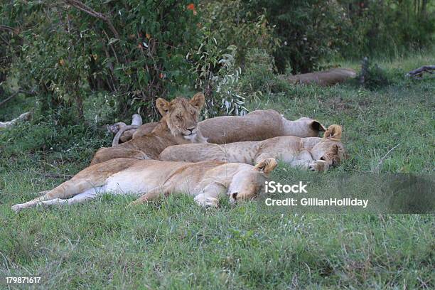 Спящая Lions — стоковые фотографии и другие картинки Африка - Африка, Без людей, В тени