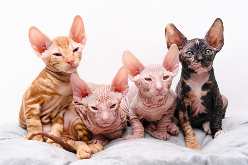 cute four sphynx kittens on a light background