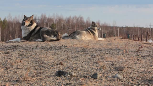 The East Siberian Laika (related breed husky)
