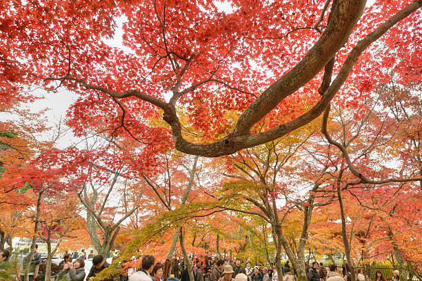 red maples stock photo