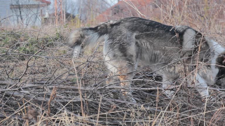 The East Siberian Laika (related breed husky). Hunting scene