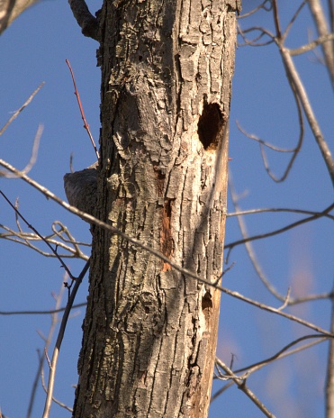 Woodpecker home in an old tree.