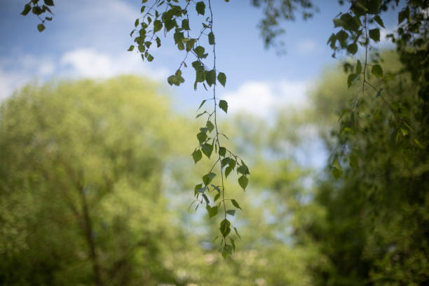 Birch in park. Tree in park. Plant in summer. Details of summer.