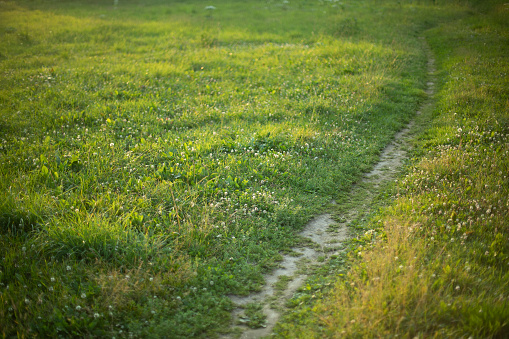 Lawn path. Path through clearing. Summer meadow in park. Green grass.