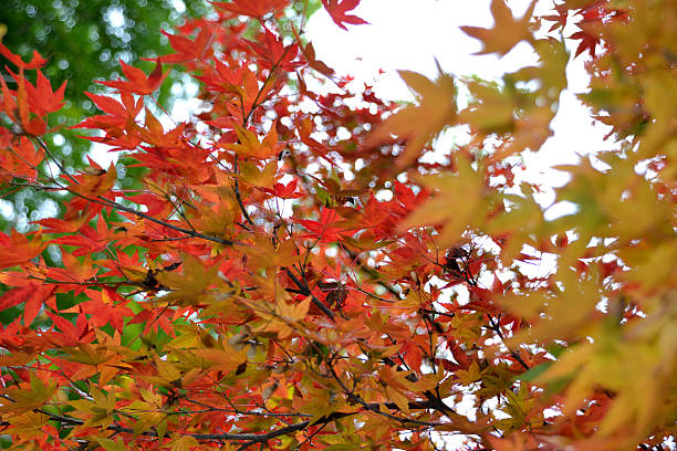 red maples stock photo