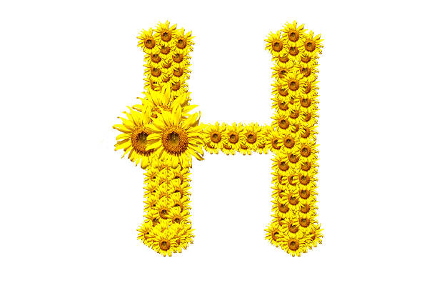 "H" sunflower alphabet stock photo