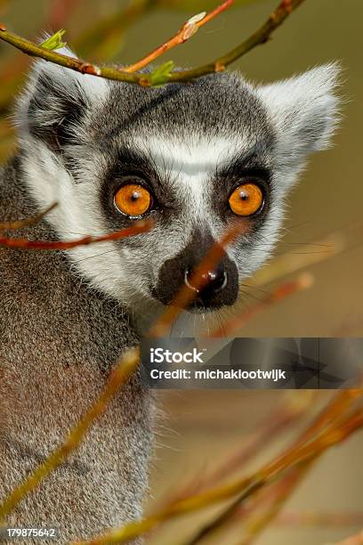 Katta Stockfoto und mehr Bilder von Affe - Affe, Afrika, Flauschig