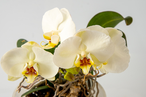 Orchids white yellow multicolor buds. Orchid background. Phalaenopsis Sogo Yukidian bud. A branch of flowers. Delicate flower. Rare collectible plant bud closeup.