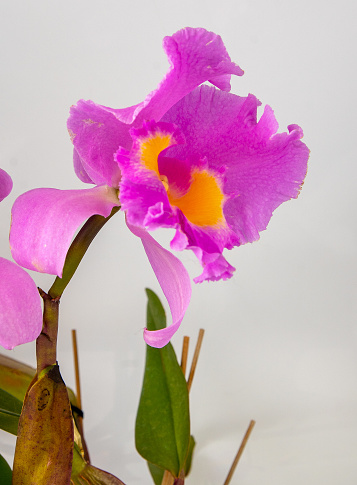 Orchid Cattleya Blc. Trium Phal Coronation Seto home flower. Large pink purple buds. Phalaenopsis rare of orchids labiata. White background. Big flowers pot garden cattleya orchidaceae family.