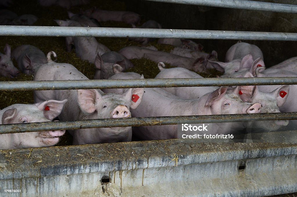 양돈 파밍 - 로열티 프리 돼지 스톡 사진