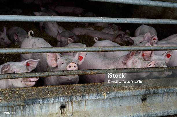 Foto de Suinicultura e mais fotos de stock de Porco - Porco, Criado em Cativeiro, Confinamento Animal