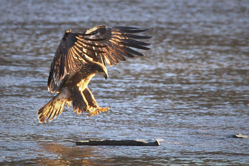 A Young Bald Eagle comes in for a landing on a rock in the middle of a river.