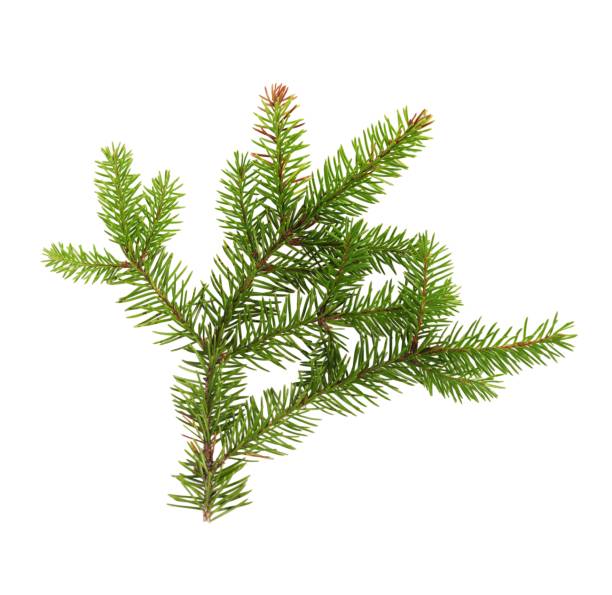 istock Green fir tree spruce branch with needles isolated on white background 1798764247