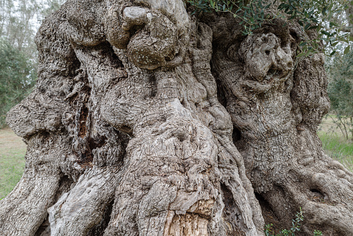 Close-up of the trunk of an ancient olive tree, estimated age of 3000 years, Puglia, Salento, Italy