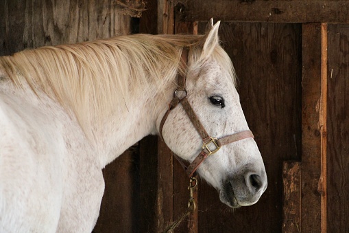 The close up image of a beautiful white horse.