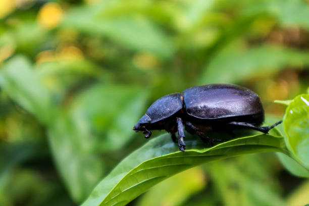 istock A black beetle is clinging to a leaf. 1798775103