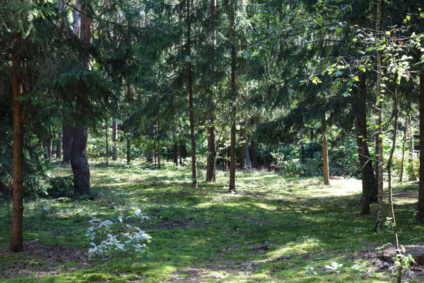 istock A cluster of trees in a forest in Poland 1798775125