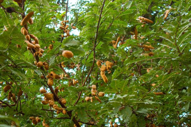 istock The tamarind tree is full of fruit. 1798776235