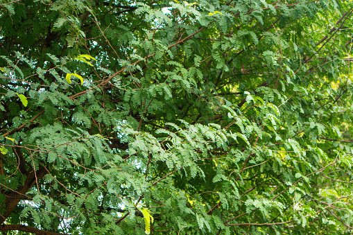 Autumn leaf hanging on the tree. In the background vagely defocused foliage and branches of the tree in natural colors.