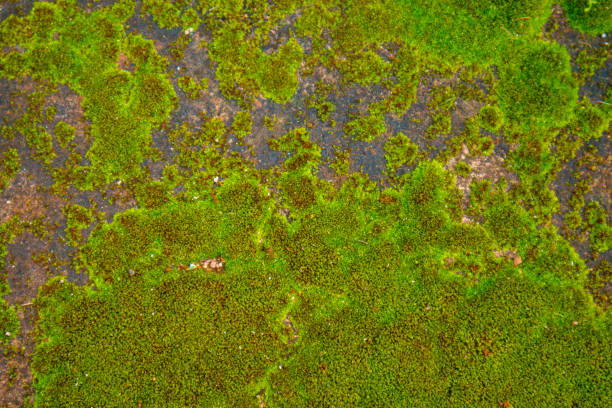 Close-up texture of moss growing naturally. Background.