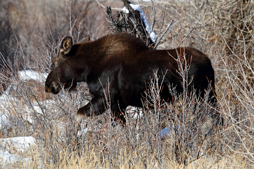 Shiras' Cow Moose in East Central Idaho.