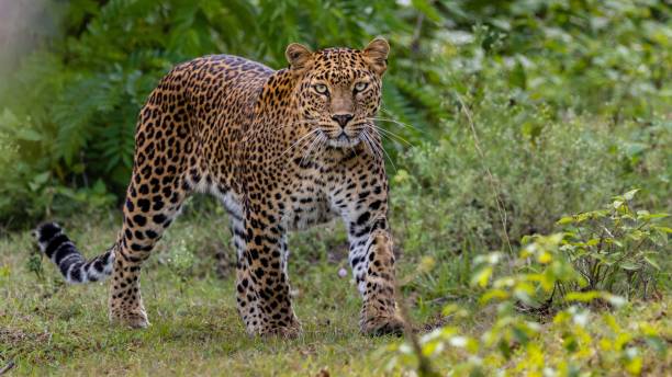 istock Sub-adult leopard crossing paths in the jungle 1798800848