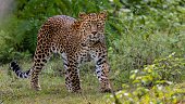 Sub-adult leopard crossing paths in the jungle