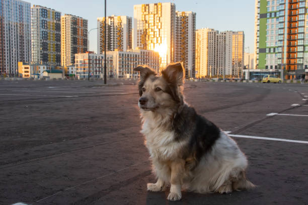 istock Fluffy dog sitting against backdrop of modern tall buildings 1798802416