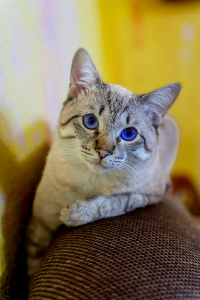 istock resting cat, color point cat with blue eyes 1798808826