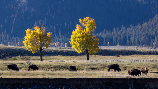 Bison grazing below yellow aspens in Lamar Valley in Yellowstone National Park